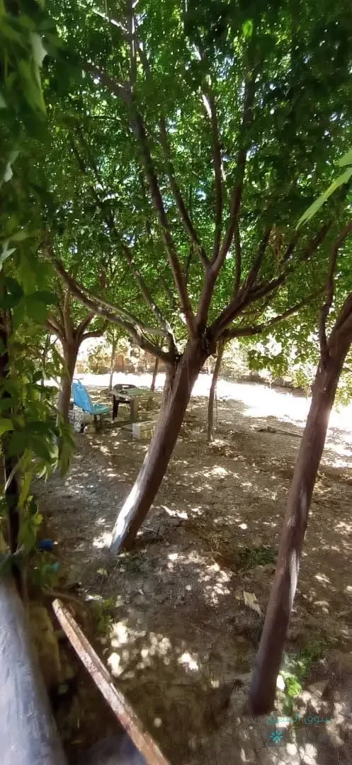 مزرعة للأيجار  اليومي — 7