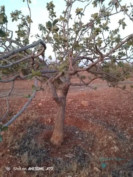 اللبيع أرض — 2