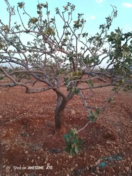 اللبيع أرض — 3