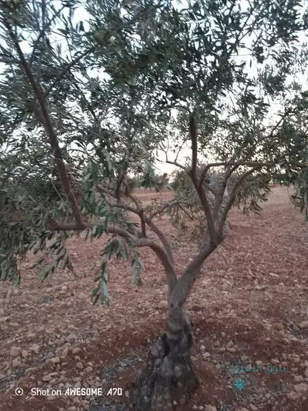 اللبيع أرض — 4