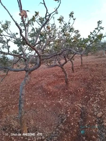 اللبيع أرض — 5