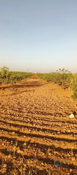 #للبيع أرض زراعية