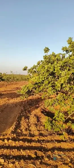 #للبيع أرض زراعية — 2