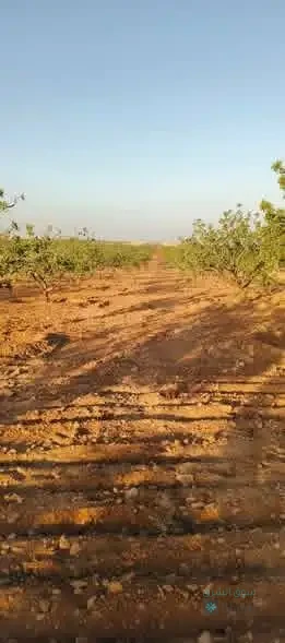 #للبيع أرض زراعية — 3