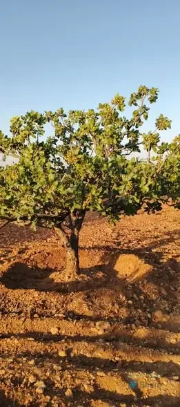 #للبيع أرض زراعية — 4