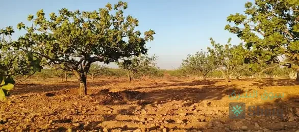 #للبيع أرض زراعية — 5