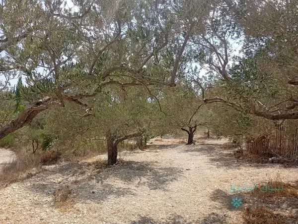 ارض للبيع — 2