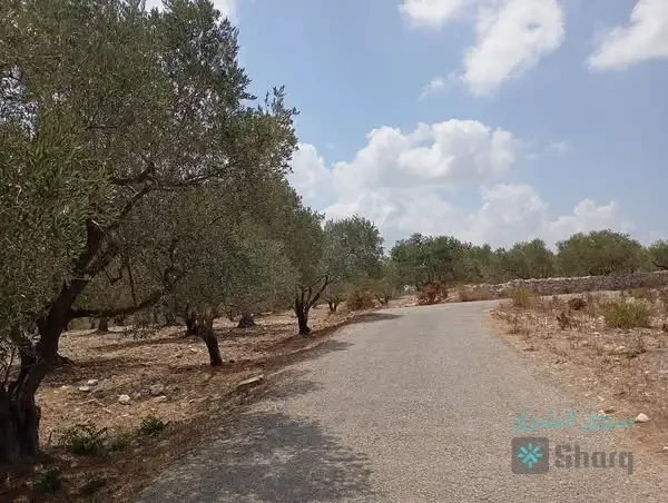 ارض للبيع