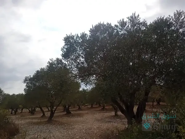 ارض للبيع — 2