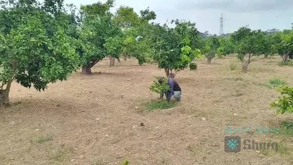 أرض  للبيع — 3