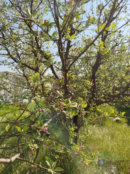 ارض للبيع — 2