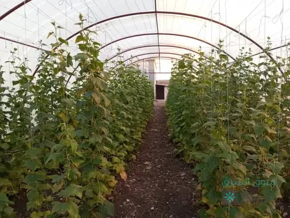 مزرعة للبيع — 5