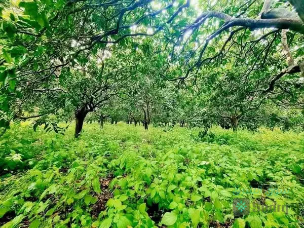 مزرعة للبيع — 3