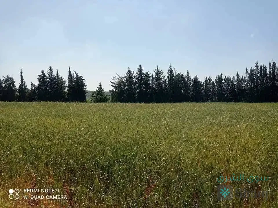 ارض للبيع